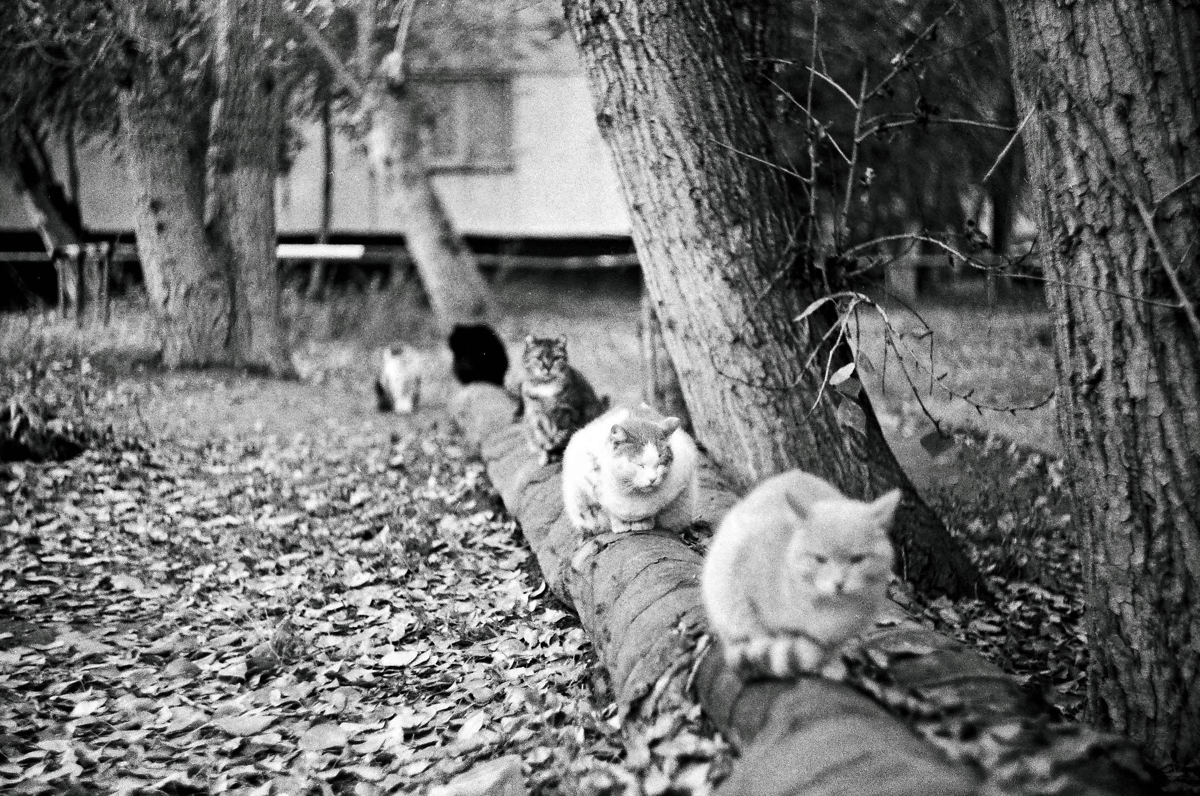 Fomapan profi line creative B&W / 135 - 36exp. / ISO 200